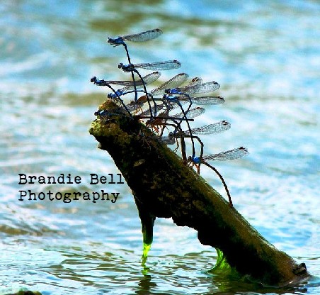 Damselfly Cluster by Brandie Bell