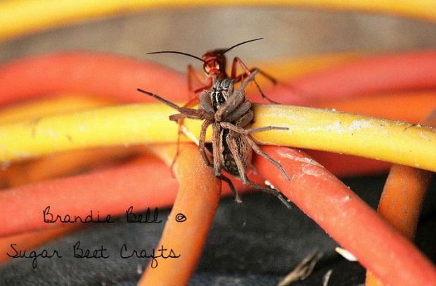 Photo Wednesday - Mahogany Wasp vs. Wolf Spider
