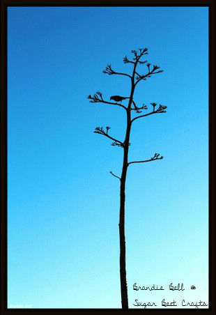 Photo Wednesday - A bird in tree