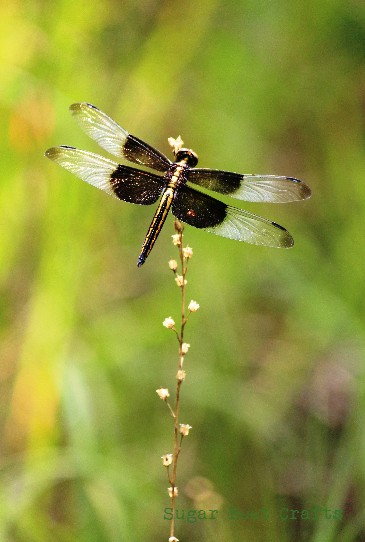 dragonfly 1