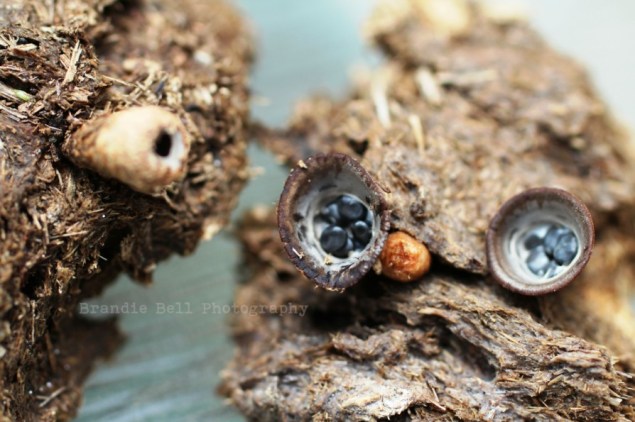 Birds Nest Fungi