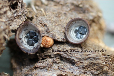 birds nest fungi