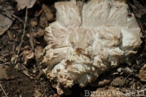 I even found a mushroom!! Now that's a good day!