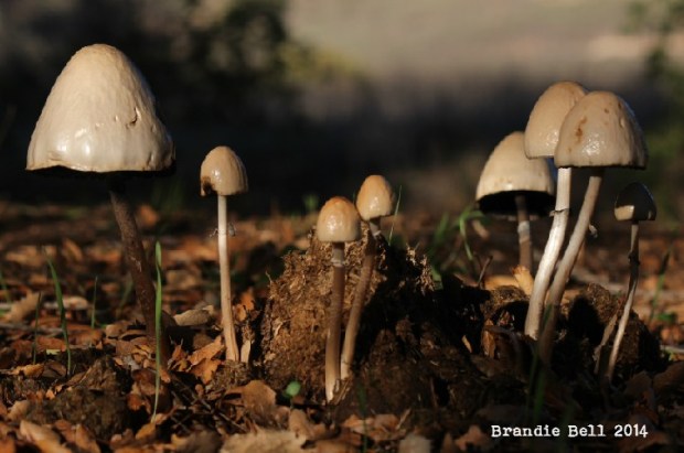 What a perfect day for a mushroom family picnic.