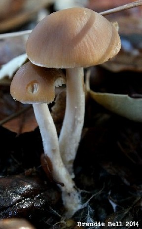 A season for mushroom love. 